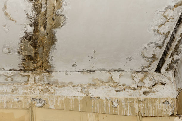 Professional Mold Remediation in Swisher, IA